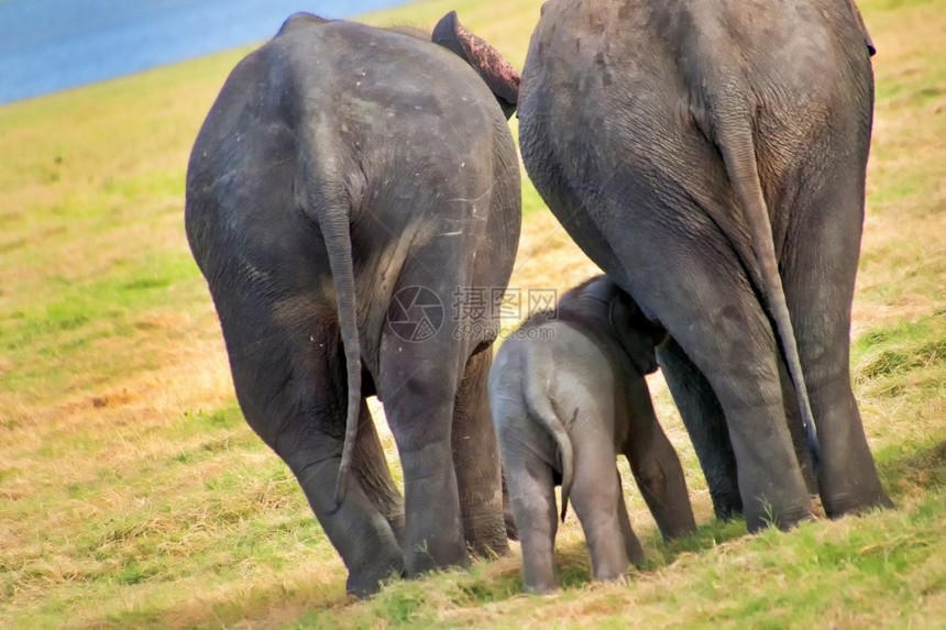 环境的皮肤斯里兰卡大象ElephasmaximusmaximusMinneriya公园斯里兰卡亚洲图片