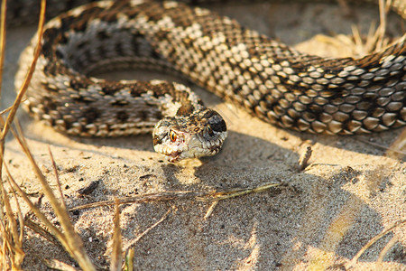 属蛇兔年女欧洲女挑衅的稀有摩尔达维亚草地毒蛇Viperaursiniimoldavica背景