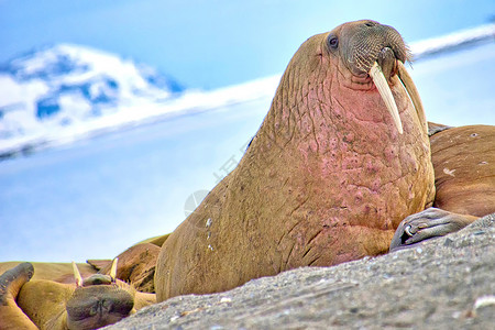 栖息地生态旅游恢复海象奥多本努斯罗马鲁北极瓦尔巴德挪威欧洲天堂图片