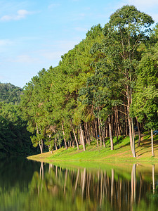 儿子松树与PangOung湖的景象该位于泰国梅洪山的一个谷中周围有脉环绕是一个宁静的湖泊种植园景观背景图片
