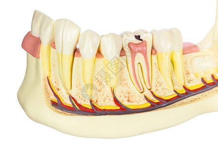 生物学白背景上断绝牙齿的人类下巴模型教育嚼高清图片