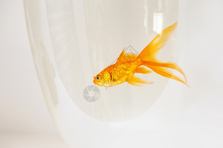 鱼缸里的金鱼背景图片