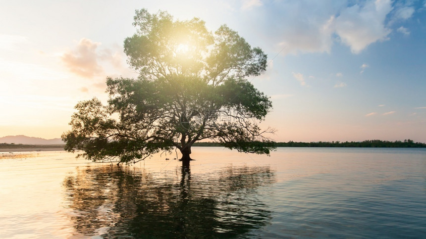 柔软的亚洲枝条在海中生长的一棵红树阳光在岛屿上升起背景环境概念下的软体关注一棵树图片
