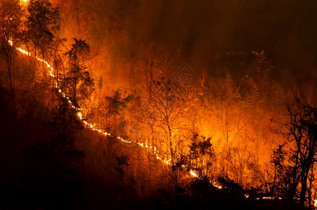 自然危险损害森林火灾夜间在泰国北部山上的森林中以红色和橙的焚烧野火树Soft焦点森林火灾野背景图片