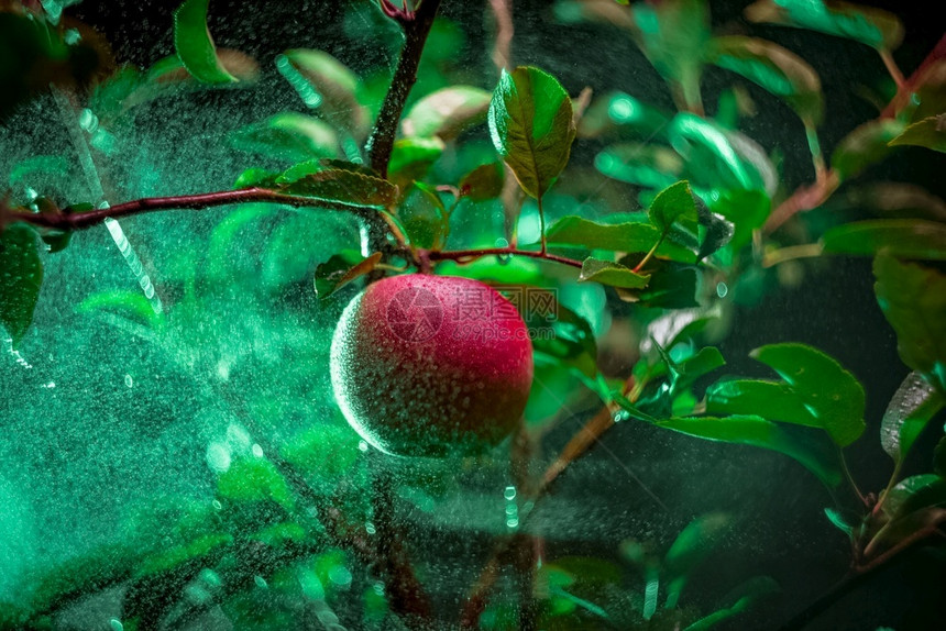 新鲜的季节在苹果树上喷洒红雾在树上喷洒红雾飞沫图片