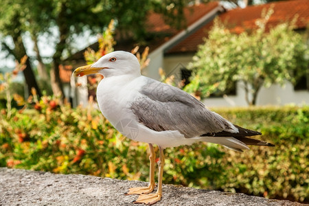 支撑海鸥坐在一块石头上个旅馆围栏上海鸥坐在一块石头上旅行海岸图片