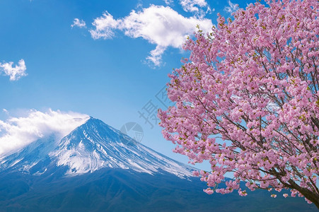 美丽的粉色日本春天藤山和樱花春开图片