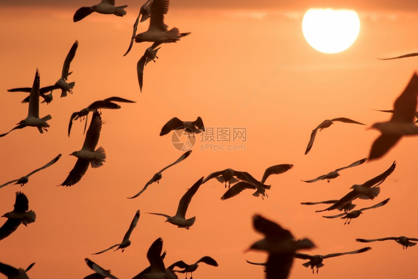 阴影动物自由海鸥在日落时飞翔的休眠图片