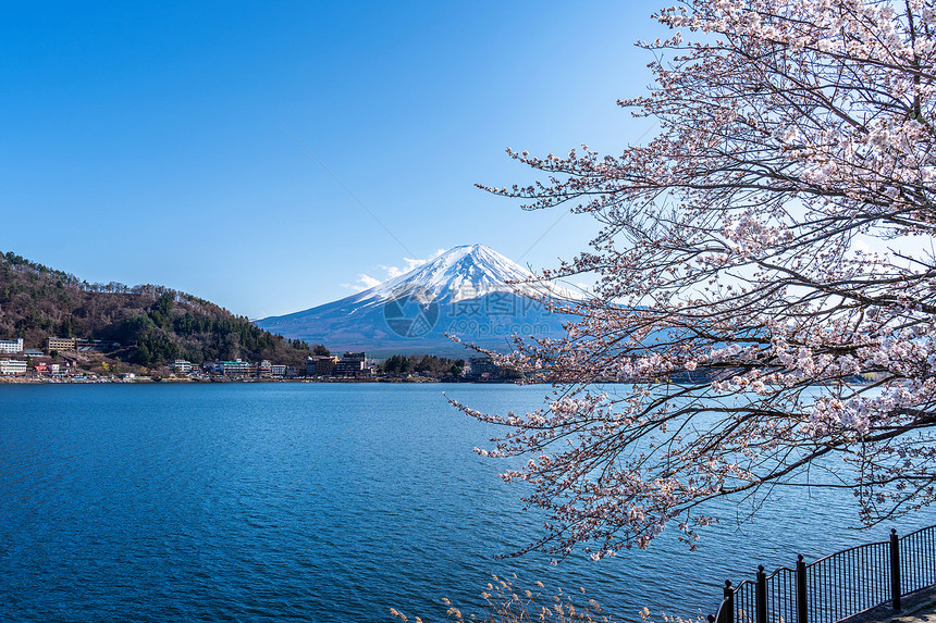雪花的日本春天藤山和樱花春天空图片