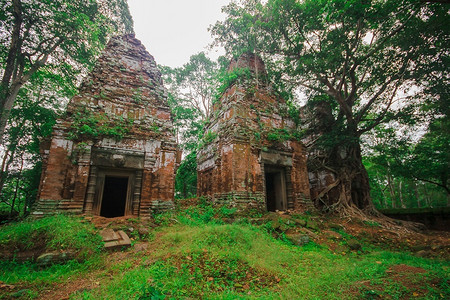 砖树根生长在柬埔寨古老的城堡里自然艺术图片