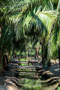 叶子热带泰国SamutSakhon省Coconut农场照片绿色图片