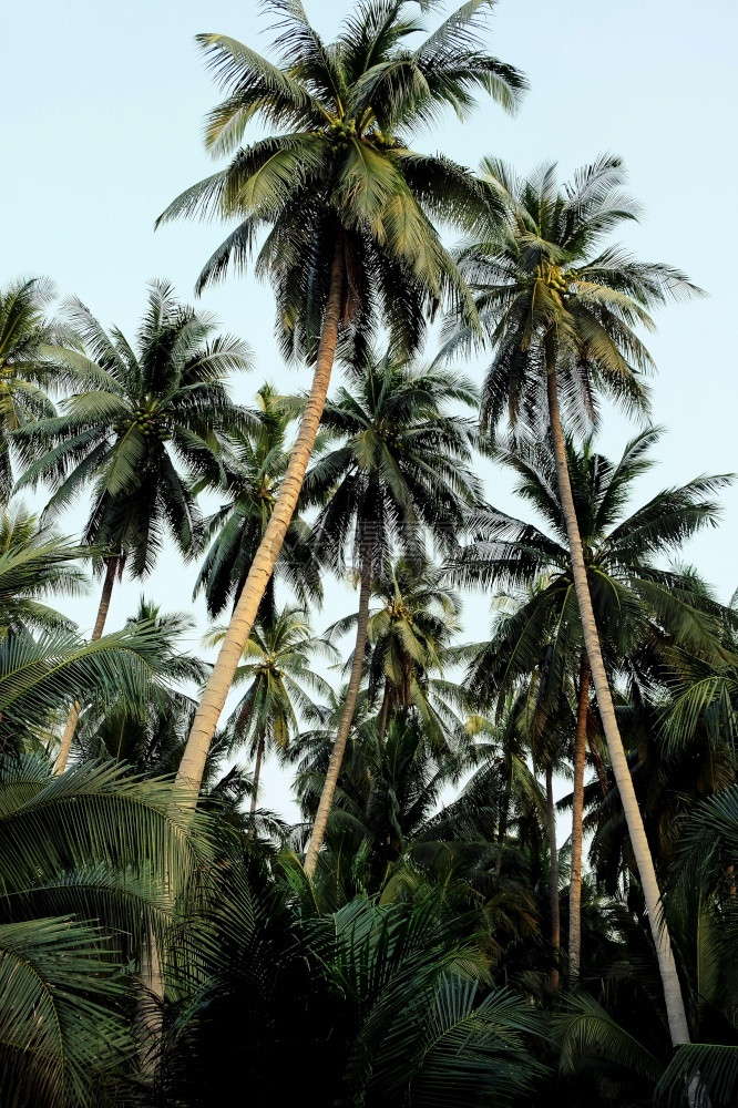 旅行场景椰子农图像户外图片