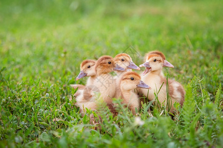 草地里一群小鸭子图片