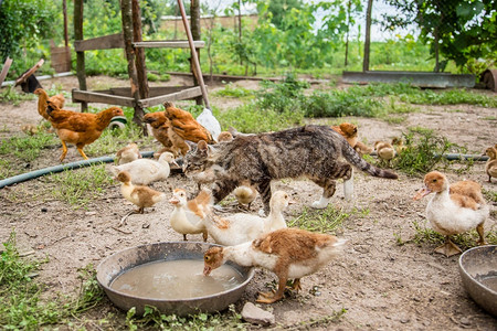堆场离婚家禽一群小鸭子农家鸡啄食一群鸭子鸡在农家啄食动物团体图片