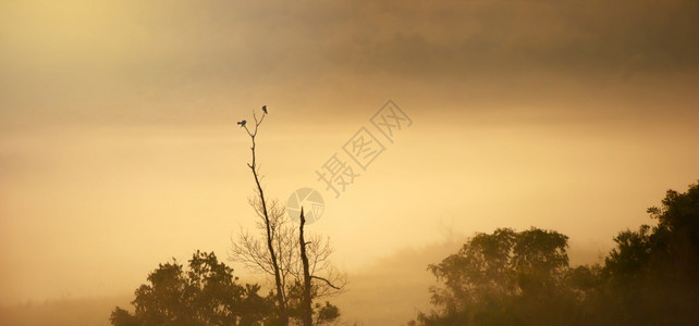 富杜鹃冬天一对大小鸟在清晨雾中光树枝上交配软体关注鸟儿图片