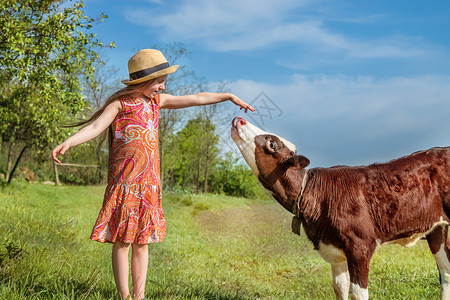 农田草地吃小女孩在田里打牛阳光明媚的白天小姑娘在田里打牛图片