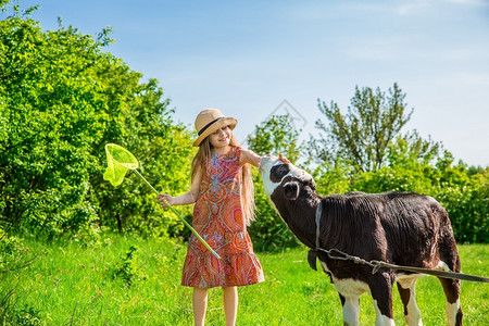 食物小女孩在田里打牛阳光明媚的白天小姑娘在田里打牛吃棕色的图片
