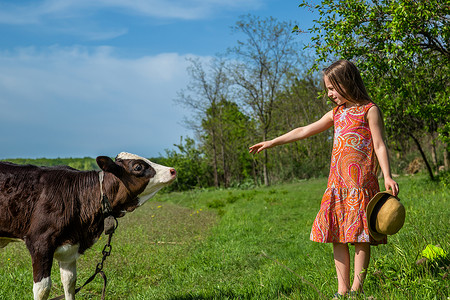 小女孩在田里打牛阳光明媚的白天小姑娘在田里打牛农童年乡村的图片