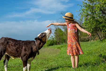 农场夏天小女孩在田里打牛阳光明媚的白天小姑娘在田里打牛农村图片