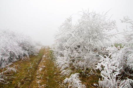 冬季风景和寒冷的温度分支冻季节图片