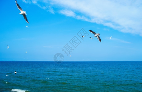 笼口在蓝色的天空中飞过海面笼口在上飞过航班地平线岸图片