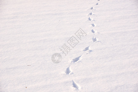 白色的雪中动物足迹脚丫子痕图片