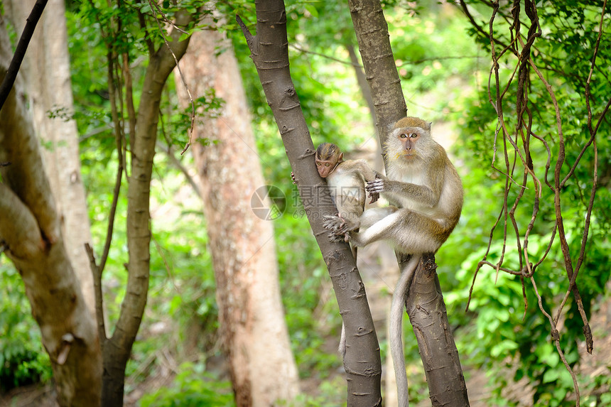 野生动物猴子图片