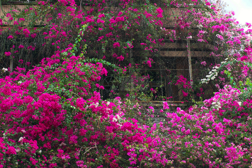 越南语胡志明市奇异的豪房子越南有粉红色布加林维拉花朵封面建筑外墙前门的花棚装饰造出浪漫的正面观越南西贡覆盖家图片