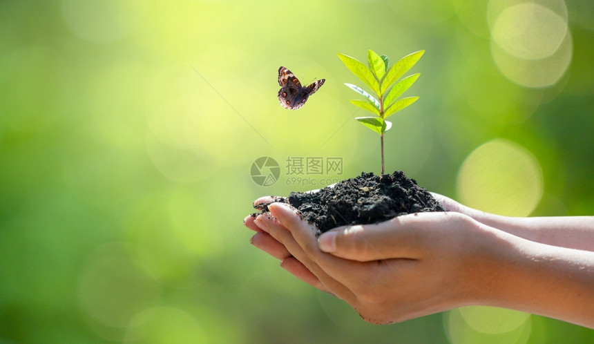 新的种植树苗木手中布克绿地背景持有自然田野草林保护概念的女手持树枝者森林养护概念植树节省生态图片