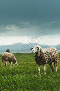 户外牛奶绿色一群羊在湿季的绿草地上放牧在西泰国的农村现场图片