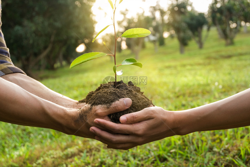 生长夫妇手牵年轻树准备植物夫妇手牵年轻树准备植物孩子年轻的图片