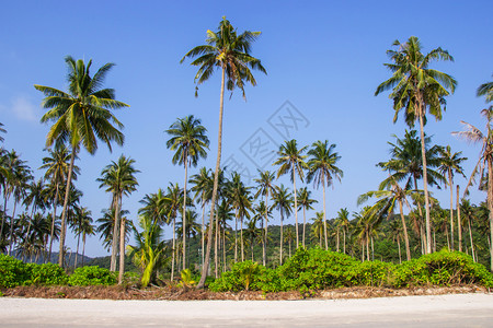 泰国高科库德岛Trat省美丽的热带海滩上棕榈树和天空明亮自然古德采取图片
