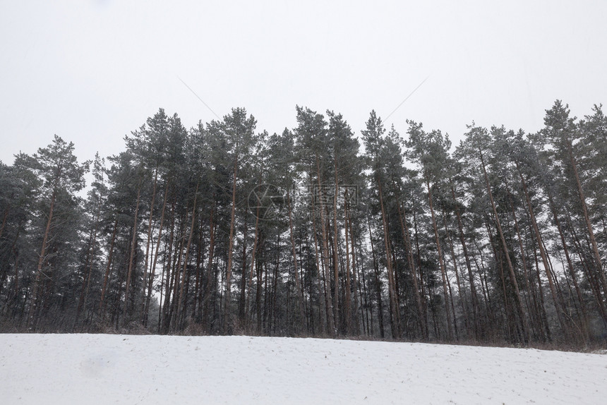 霜漂移假期冬季雪在下后出现冬季的雪流在天飘动季图片