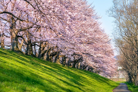 树叶绿色早晨在日本京都的春天樱花树丛背景图片