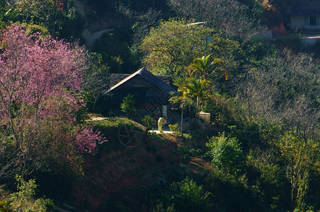 在Dalat乡村的美丽景色中春季旅行在Dalat乡村里房子在樱花松树林清草花在粉红色之中春天在越南农村园林绿化亚洲女孩背景图片