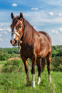 夏田里的美丽红马头在缰绳上嘴里拿着花夏田上的美丽红马夏天棕色的母图片