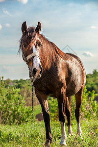 夏田里的美丽红马头在缰绳上嘴里拿着花夏田上的美丽红马草地的色图片