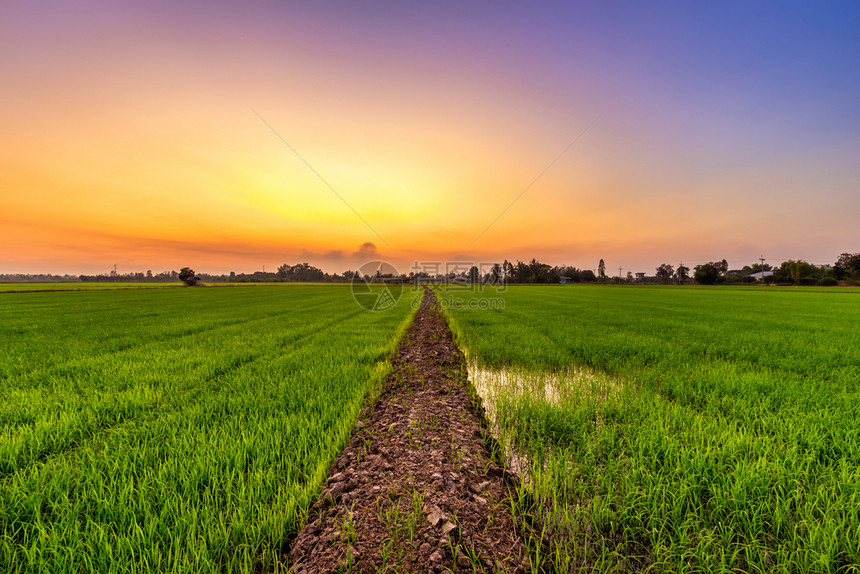 食物美丽的绿田玉米或亚洲玉米种植地日落天空背景的农业收成观日出图片