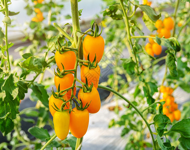 在温室葡萄树上生长的新鲜纯黄西红柿食物场地农图片