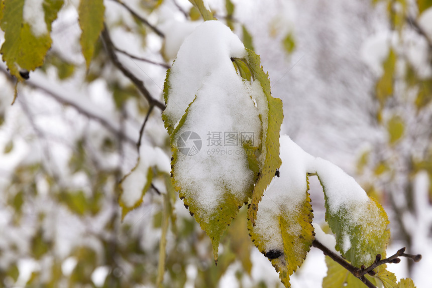 树叶上的积雪图片