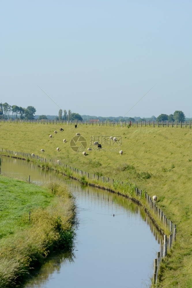 对比圩田荷兰有堤坝和草地的荷兰风景语图片
