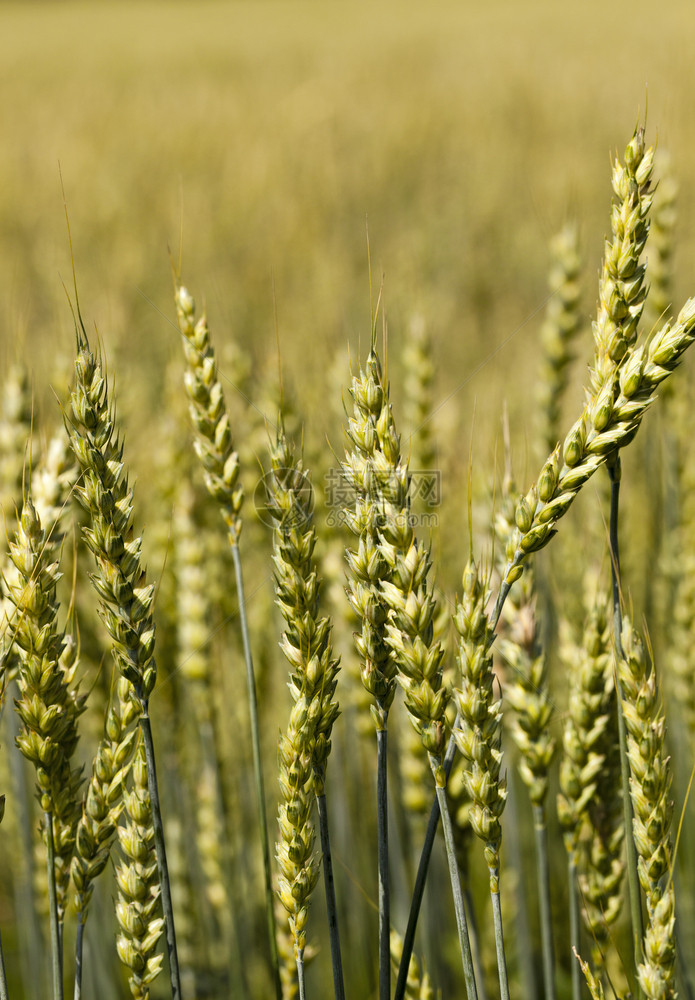 草本植物夏天粮食绿黑麦色的耳朵一片未熟的绿色黑麦由近距离的绿色黑麦拍摄图片