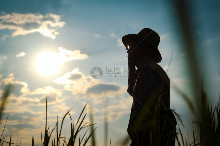 农村亚洲土地年长农民在日落时站稻田检查作物的轮椅上站立图片