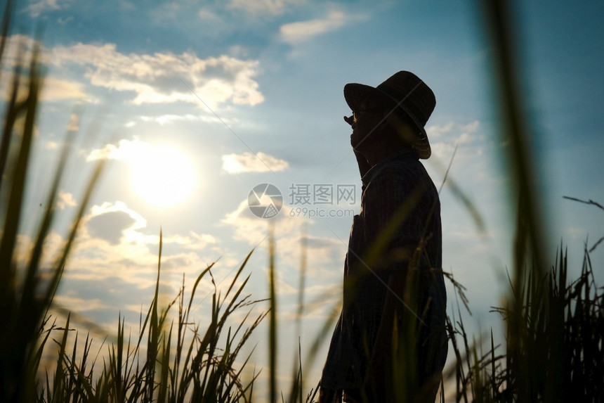 勘探健康年长农民在日落时站稻田检查作物的轮椅上站立户外图片