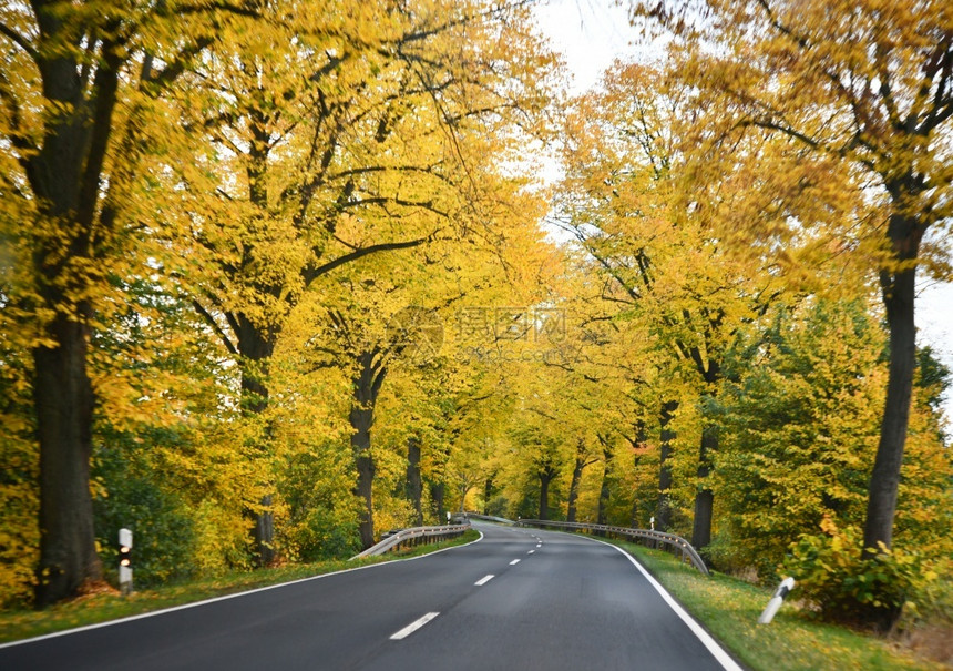 秋天公园树下的公路图片