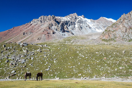 家畜罗安山地景观有两匹马喂草春天图片