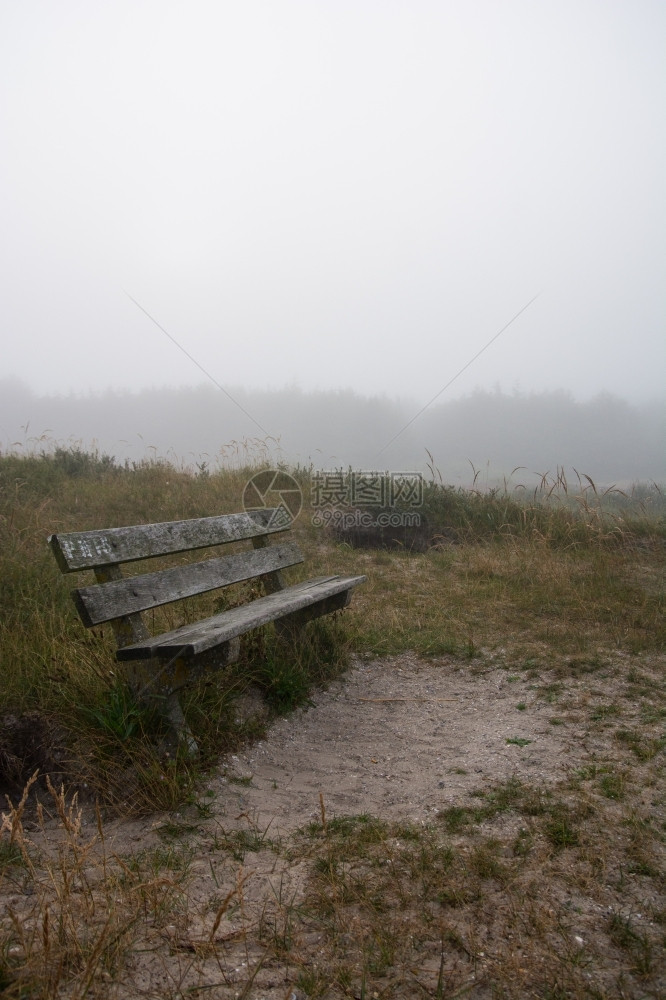 植物在宁静的薄雾林中木板凳水乡村图片