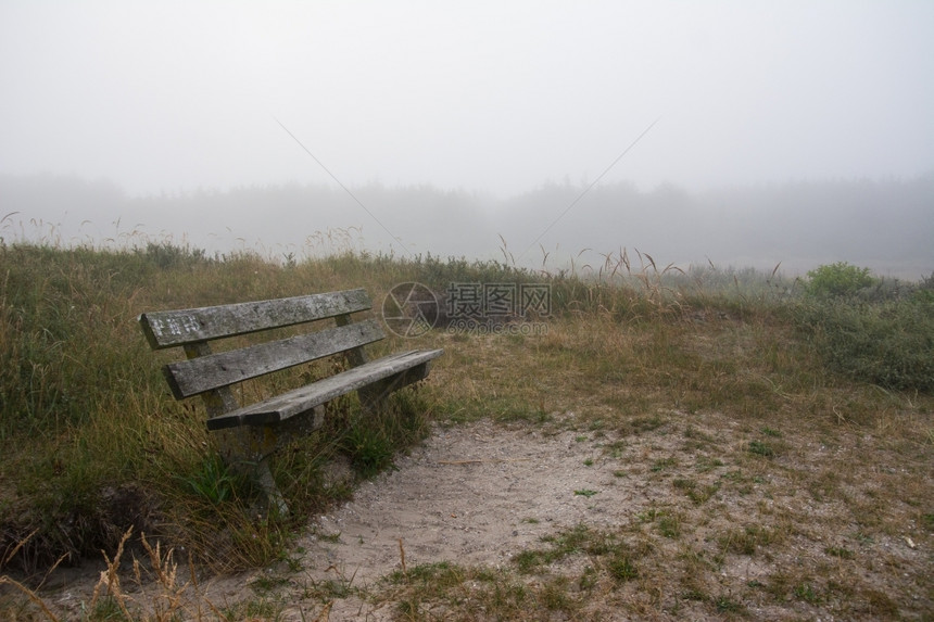 绿色季节在宁静的薄雾林中木板凳花图片