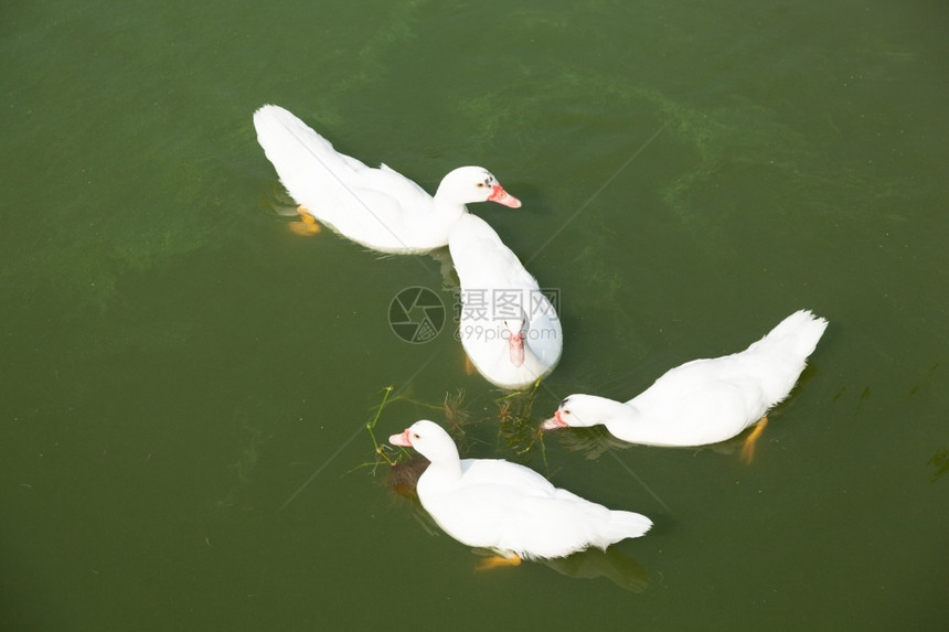 水产养殖场鸭子游泳图片