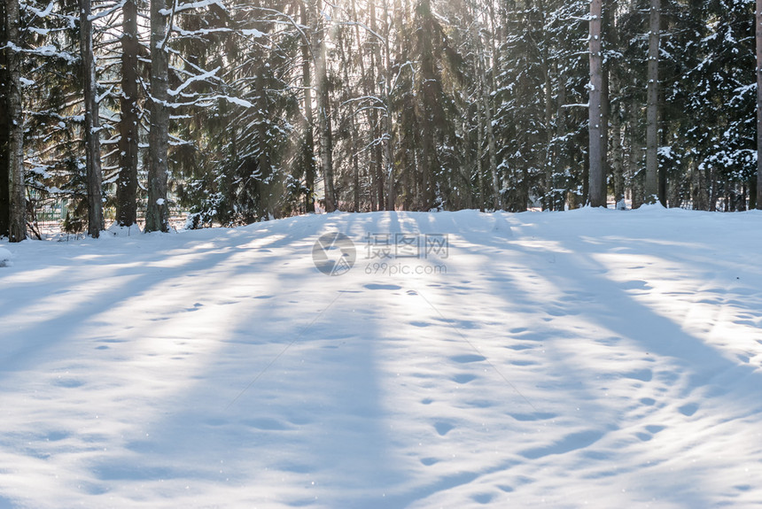 针叶北方雪冬天的阳光照亮了森林之角上的树木图片